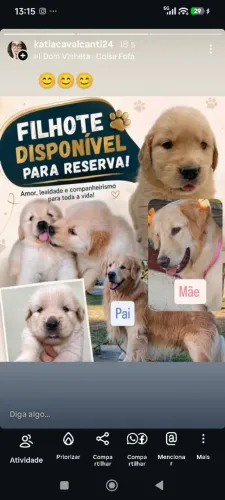 Filhotes de Golden pra reserva