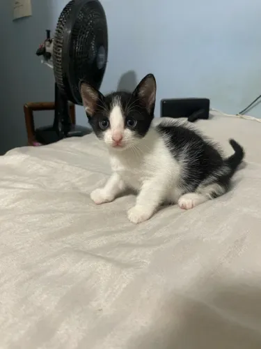 Gatos para adoção responsável