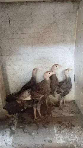 Vende se peru