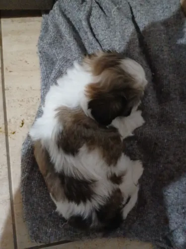 Pet