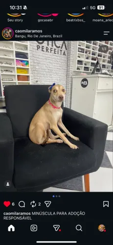Adoção responsável