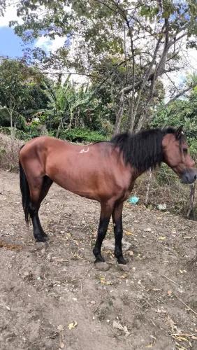 Cavalo manso, carroça testado 