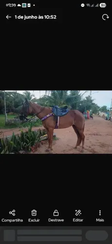 Sela pra cavalo