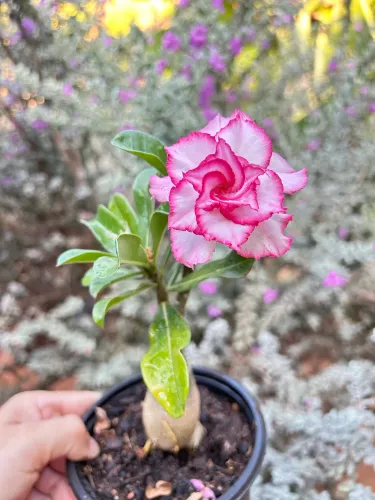 Enxerto Rosa do Deserto