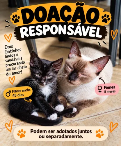 Doação gata fêmea e seu filhote