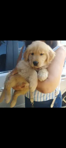 Filhotes golden retriever