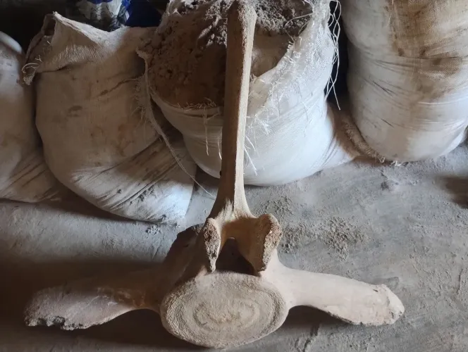 vértebra de beleia para colecionador 