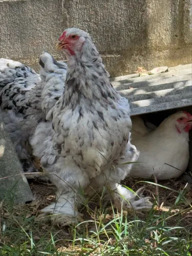 Brhama ovos