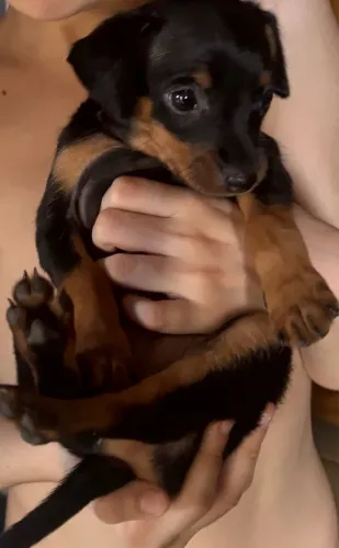 Pinscher