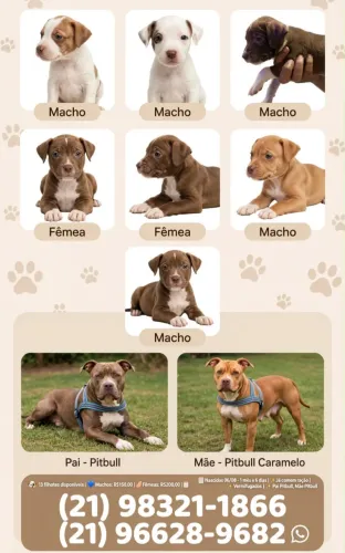 Filhote de pitbull