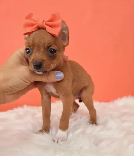 Pinscher Fêmea Companheira e Inteligente