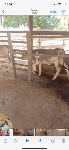 Vendo duas bezerras de procedência leiteira