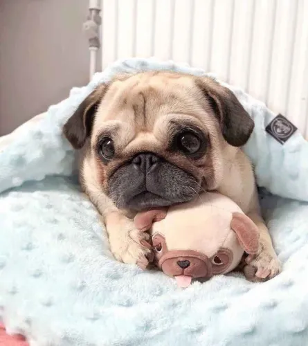 Filhote Pug, Leve para casa um pedacinho de felicidade!