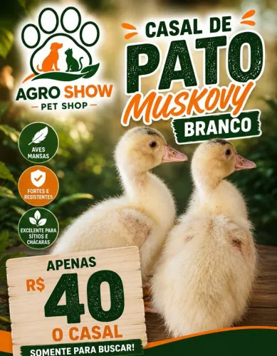 Disponível
