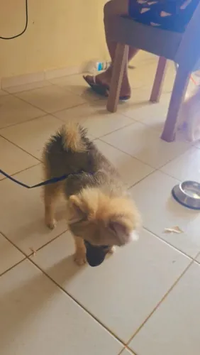 Spitz alemão macho 3 meses