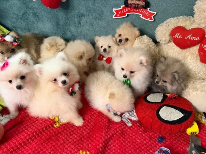 Spitz alemão Anão (Lulu da Pomerania)