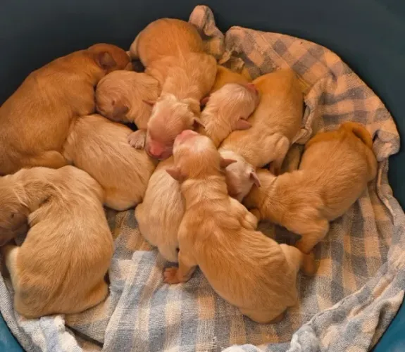 Vendo Filhotes Machos de Golden Retriever