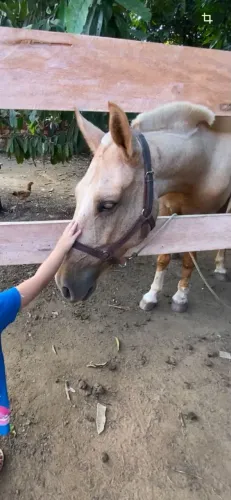 Egua com 4 anos, mansa de sela, para mulher e criança.