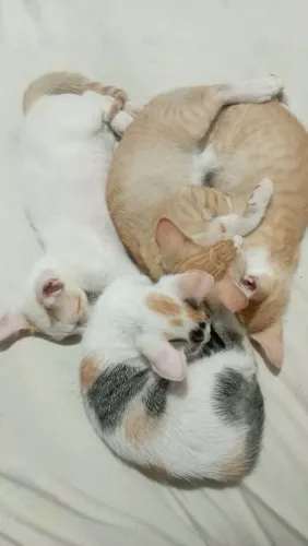 Doação de gatinhos