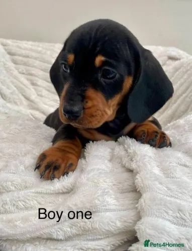 Neném dachshund/teckel/basset/salsicha/cofap de linhagem selecionada dócil