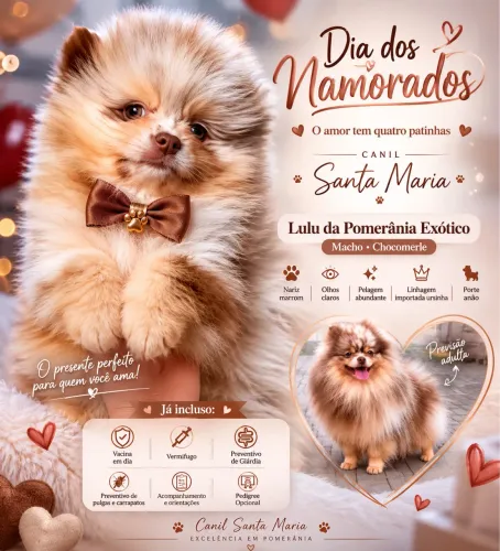 Macho Lulu da pomerania chocolate linhagem importada 