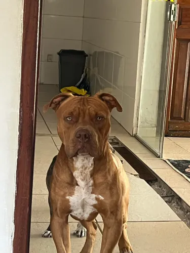 Filhotes de American Bully Pit monster