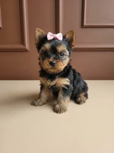 Yorkshire Terrier Fêmea Um Charme