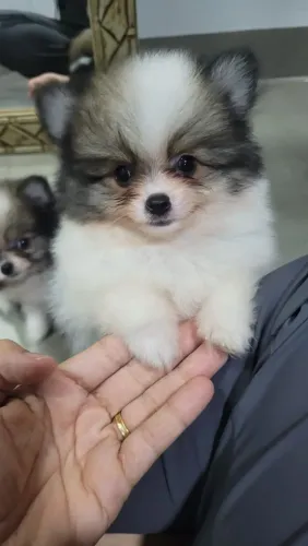 Filhote de Spitz Alemão Anão - Pedigree CBKC