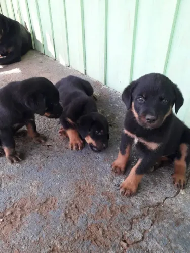 Rottweiler O filhote ideal para quem gosta de cães sociáveis