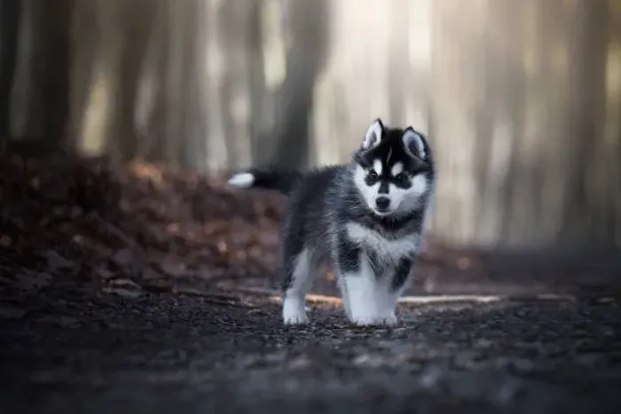 Seu Novo Husky Está Aqui ?