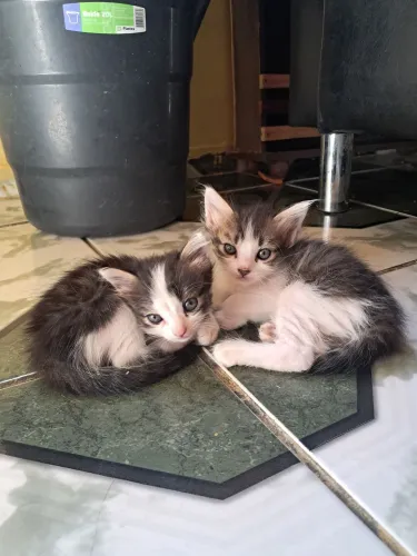 Doação de duas Gatinhas 
