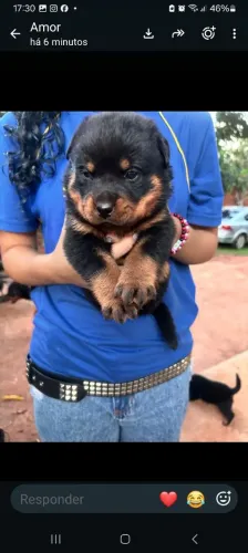 Filhotes de Rottweiler