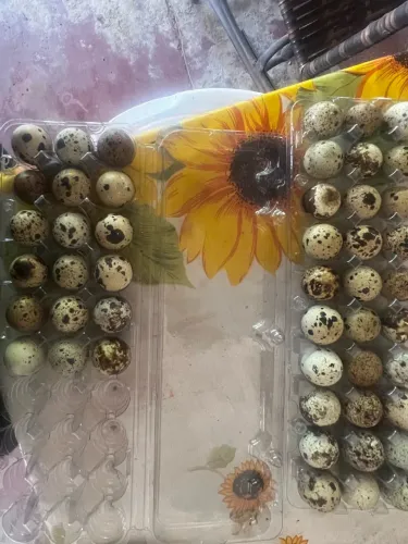 Vendo 4 dúzia de ovo galado de codorna Gigante sob encomenda