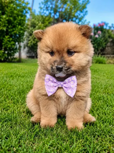 Chow chow serios mas amorosos