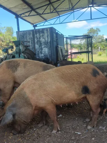 Porcas prenhas 