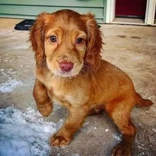 Cocker Spaniel,Cocker Spaniel Filhote de Linhagem Especial e Temperamento Encantador