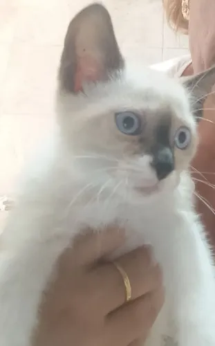 Doação de gatinho