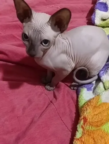 Filhote de gato sphynx