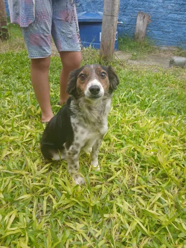 Lindo e carinhoso cãozinho pra adoção