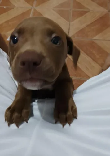 Filho de Pitbull FÊMEA Puro