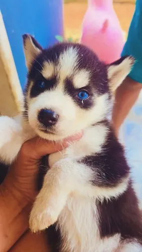 Husky Siberiano macho