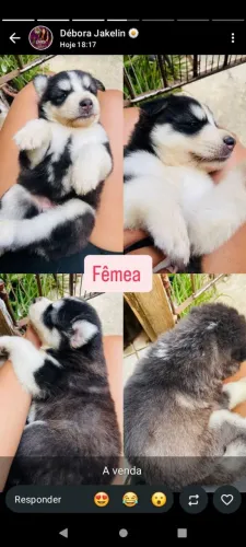 Husky siberiano