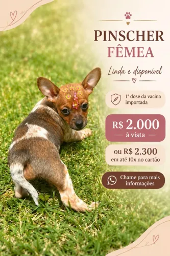 Filhote Pinscher