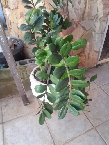 Vasos com plantas