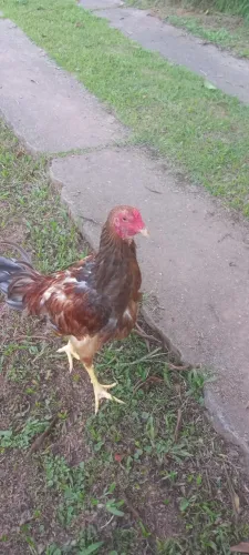 Galo Índio à venda