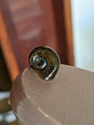 Caramujo ramshorn limpa aquário doação de caracol