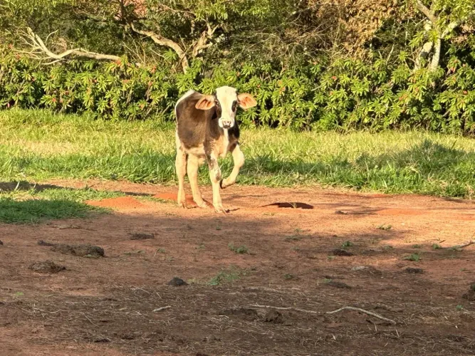 Mini bezerro