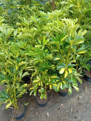 Vaso de Cheflera Variegata