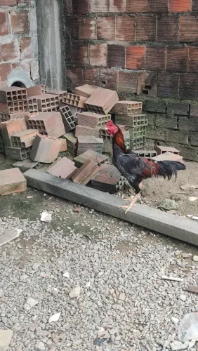 Vende-se Galo.