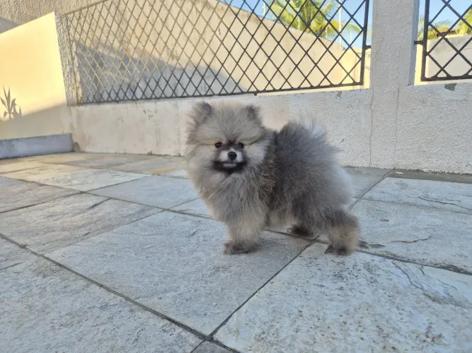 Fêmea Lulu da Pomerânia anão excelente linhagem
